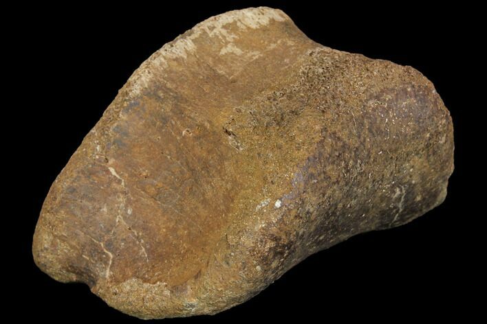 Hadrosaur (Edmontosaur) Toe Bone - South Dakota #114437